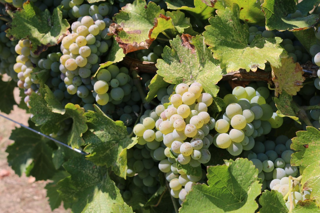 vineyard pictures for blog 10