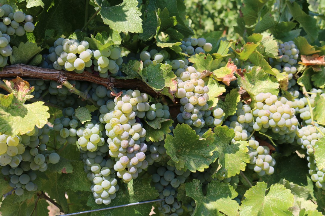 vineyard pictures for blog 12