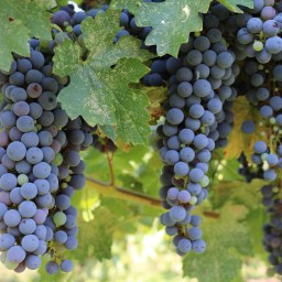 Cox Vineyards Update: 2016 Harvest