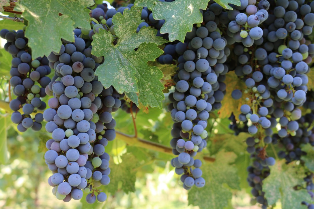 vineyard pictures for blog 14