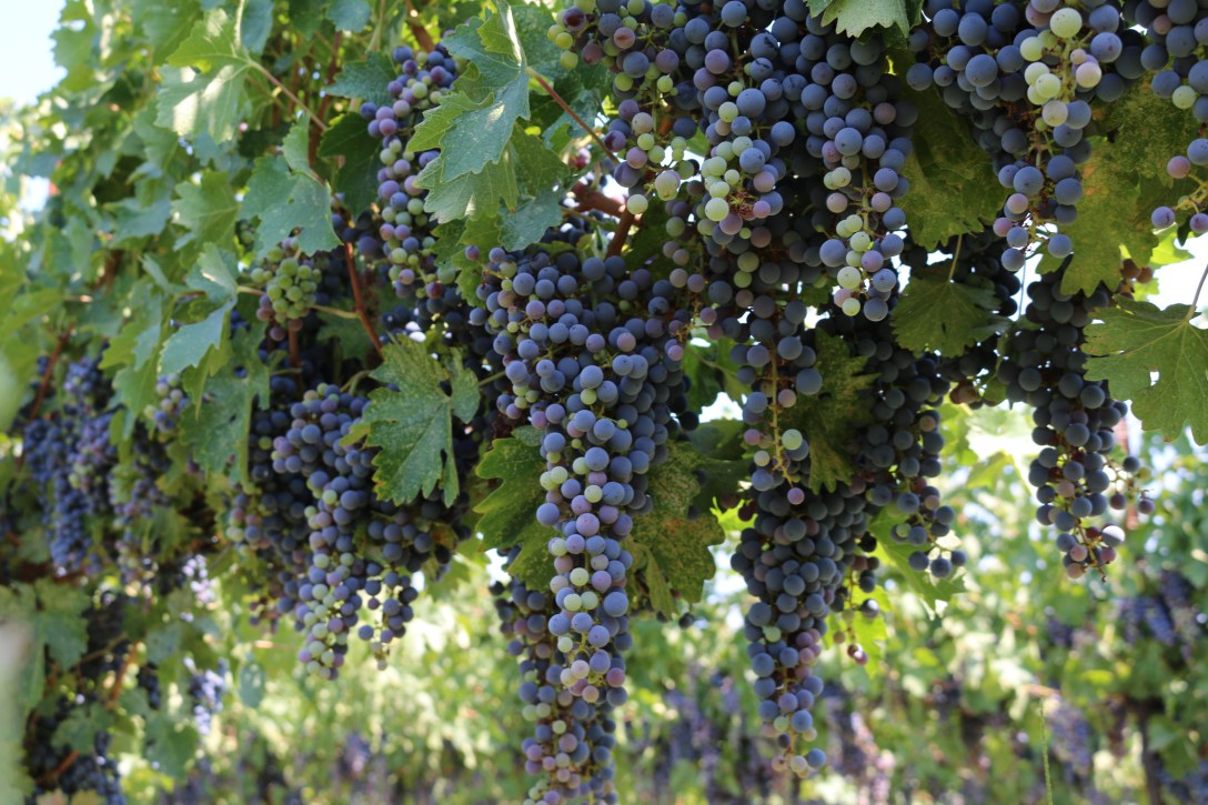 vineyard pictures for blog 15