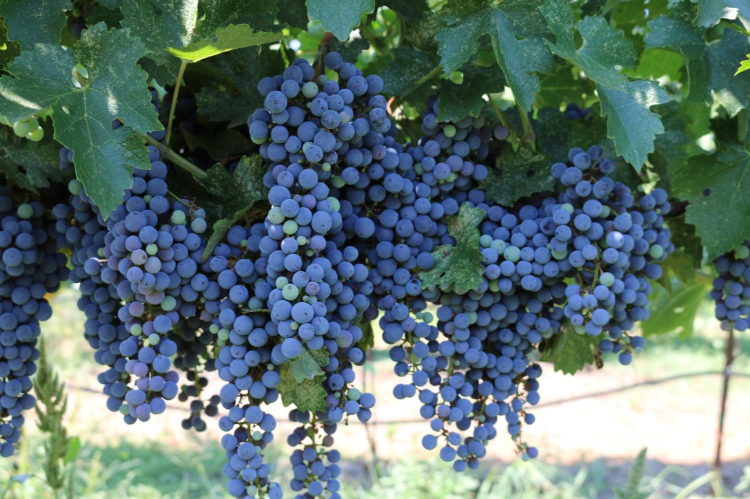 vineyard pictures for blog 16