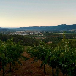 Cox Vineyards Update: 2016 Harvest