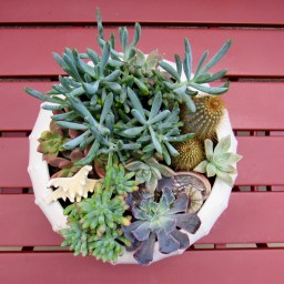 Beach-Inspired Succulent Garden