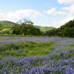 Cox Vineyards Update: Springtime at the Ranch